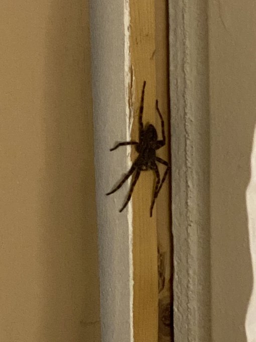 @ImmASoleMan1 No joke. This just happened to me. Tried killing it and it ran away. 🙄 Here&rsquo;s a pic. https://t<a class="tags" target="_blank" title="On Twitter" href="/?out=eyJ0eXAiOiJKV1QiLCJhbGciOiJIUzUxMiJ9.eyJpYXQiOjE3MjI4OTM2NjEsImlzcyI6InR3cG9ybnN0YXJzLmNvbSIsIm5iZiI6MTcyMjg5MzY2MSwiZXhwIjoxNzU0NDI5NjYxLCJyZWRpcmVjdF91cmwiOiJodHRwczovL3R3aXR0ZXIuY29tL0ltbUFTb2xlTWFuMSJ9.eQq9XhUFoFeGjwKfUUU6QDEZePWe3mPRMsZE873XO2LEdlHFKqz6pdOJusi_ZLVqd_EqdG5oUFoL_OIhsLIUsA">@ImmASoleMan1</a><a href="/tag/asian"class="tags"><span>#asian</span></a><a href="/tag/nsfw"class="tags"><span>#nsfw</span></a><a href="/tag/piercednipples"class="tags"><span>#piercednipples</span></a><a href="/tag/onlyfans"class="tags"><span>#onlyfans</span></a><a href="/tag/sellingnudes"class="tags"><span>#sellingnudes</span></a>