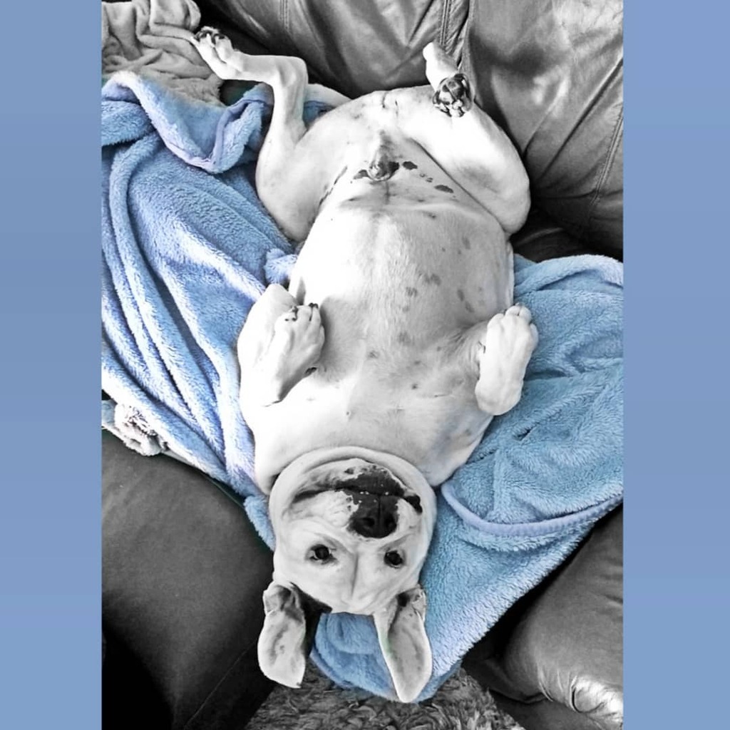 AmBull_Bronson's tweet photo. Yesssssssss! Grandma's defrosting sum ham for her tea! What a time to be alive!!! 😏😋😜👏🏻👍🏻🕺🏻 #happydog #leftoversforthedog #leftoversforme #yummy #daftdog #upsidedowndog #thatcantbecomfy #sofasurfer #Bronson #ambull #americanbulldogsuk #americanbulldog #bigears #pawjuss #funn… https://t.co/2DmE0p8JxO