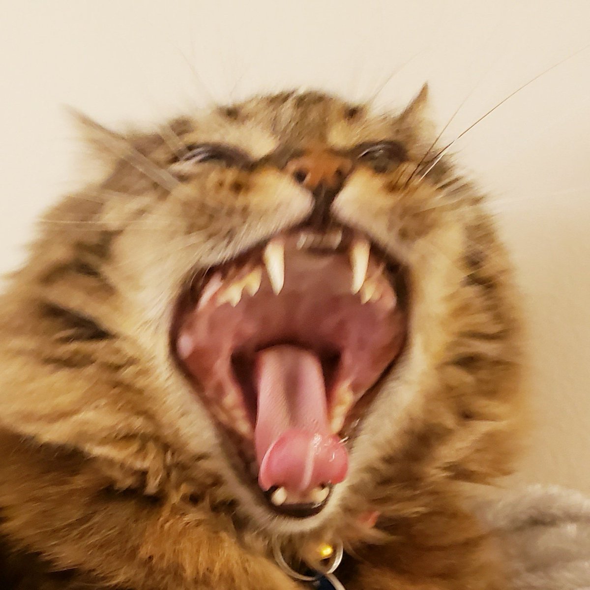 hamsatan9's tweet photo. #NewProfilePic https://t.co/hgdhB0DVmI