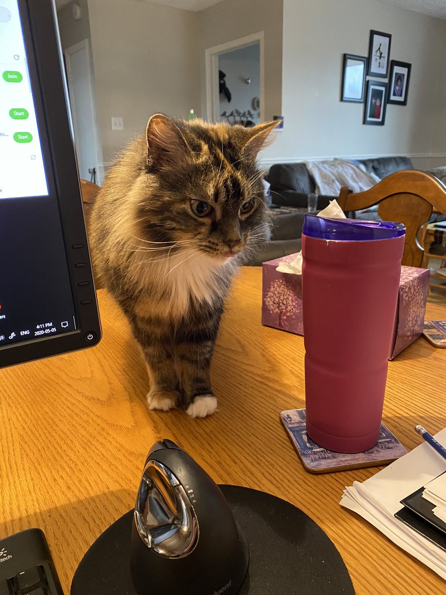 RoxPres's tweet image. My work visitor #petsofmun