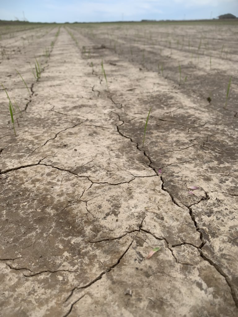 MaxCoffin's tweet photo. Rice verification field is moving right along. Took stand counts today and we are at 5.4 plants/ft2. The university of Arkansas recommends at least 3 plants/ft2 for hybrids and 5 plants/ft2 for conventional varieties @rmazzanti #StillOnTheJob @ar_verification https://t.co/l7uL75oSVJ