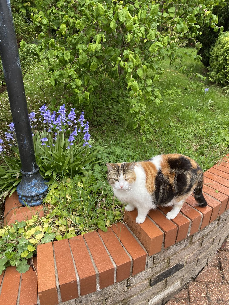 Jasminethecat4's tweet photo. Jasmine’s Lockdown Advice Day 44: Here’s a reminder to stick at your‘one walk a day’. Unfortunately,I’ve heard vicious rumours that it needs to last an hour but,believe me,one lap around the garden is more than enough-nobody needs too much fresh air! #fatcatproblems #jasminesgems https://t.co/7OAhEoEOpm