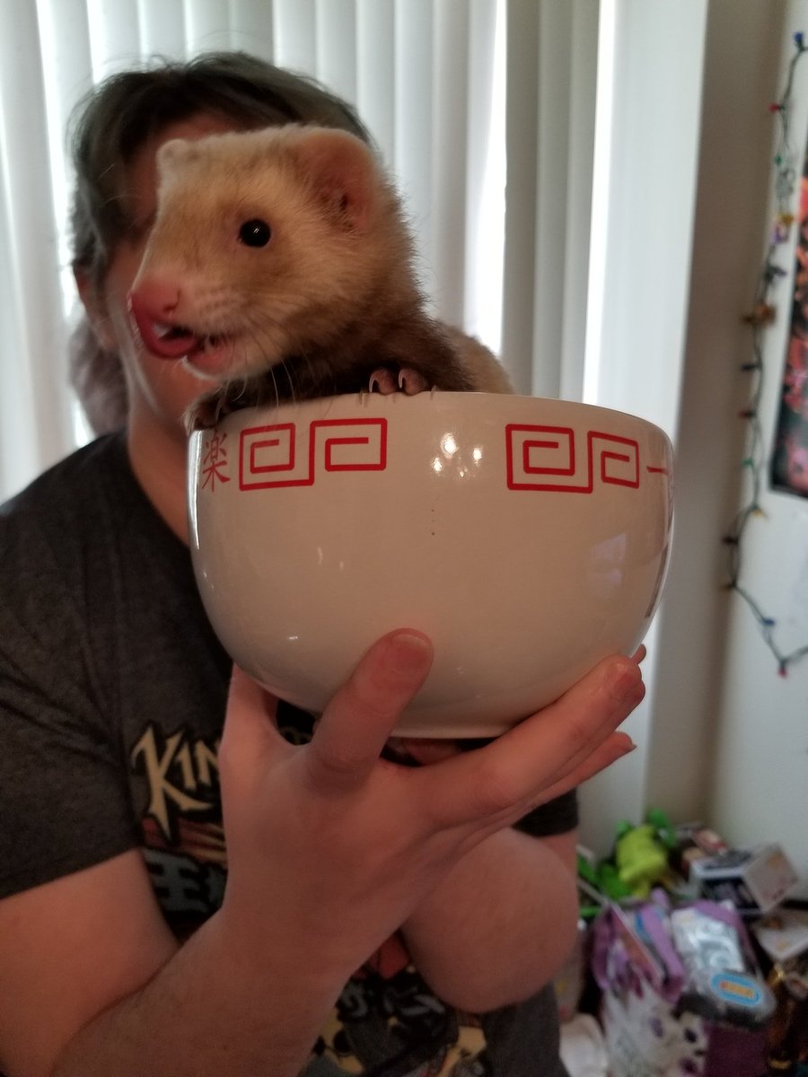 NuclearNoa's tweet photo. Ramen, anyone? #Damsel #damseltheferret #ferret #NuclearNoa https://t.co/fhpYpne54T