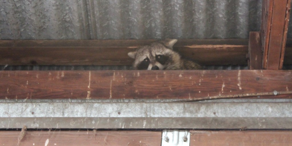 FarmersNational's tweet photo. You just never know whom you might run into when completing a farm inspection! 🦝🦝
📍 Bureau County, Illinois
📸 Credit: Nick Westgerdes
.
.
.
#farminspection #farming #agricultureandfarming #agriculture #raccoon https://t.co/WI88kLi5oP
