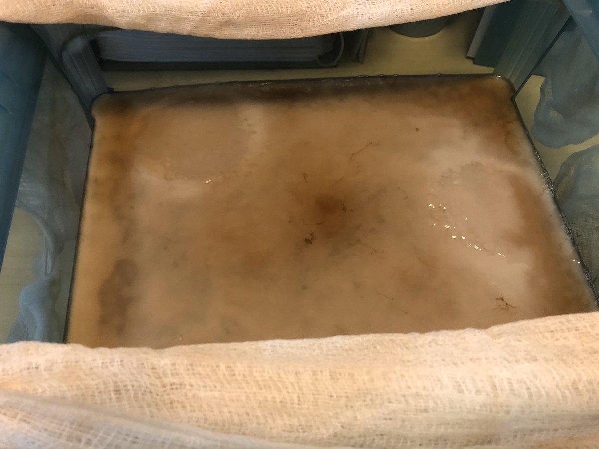 mlthrelkeld's tweet photo. The design & science doesn’t stop bc school is closed nope, Des-ence experiments come home! ID2 started growing their 1st leather w/bacteria in early March.. almost a full sheet of Vegan leather! #RaiderFCS #NotUrMomsHomeEc @BradRoyal_1 @NCFCSEd @WSFCSCTE @vpwcte @ncafcs1 https://t.co/7NmVoYxofK