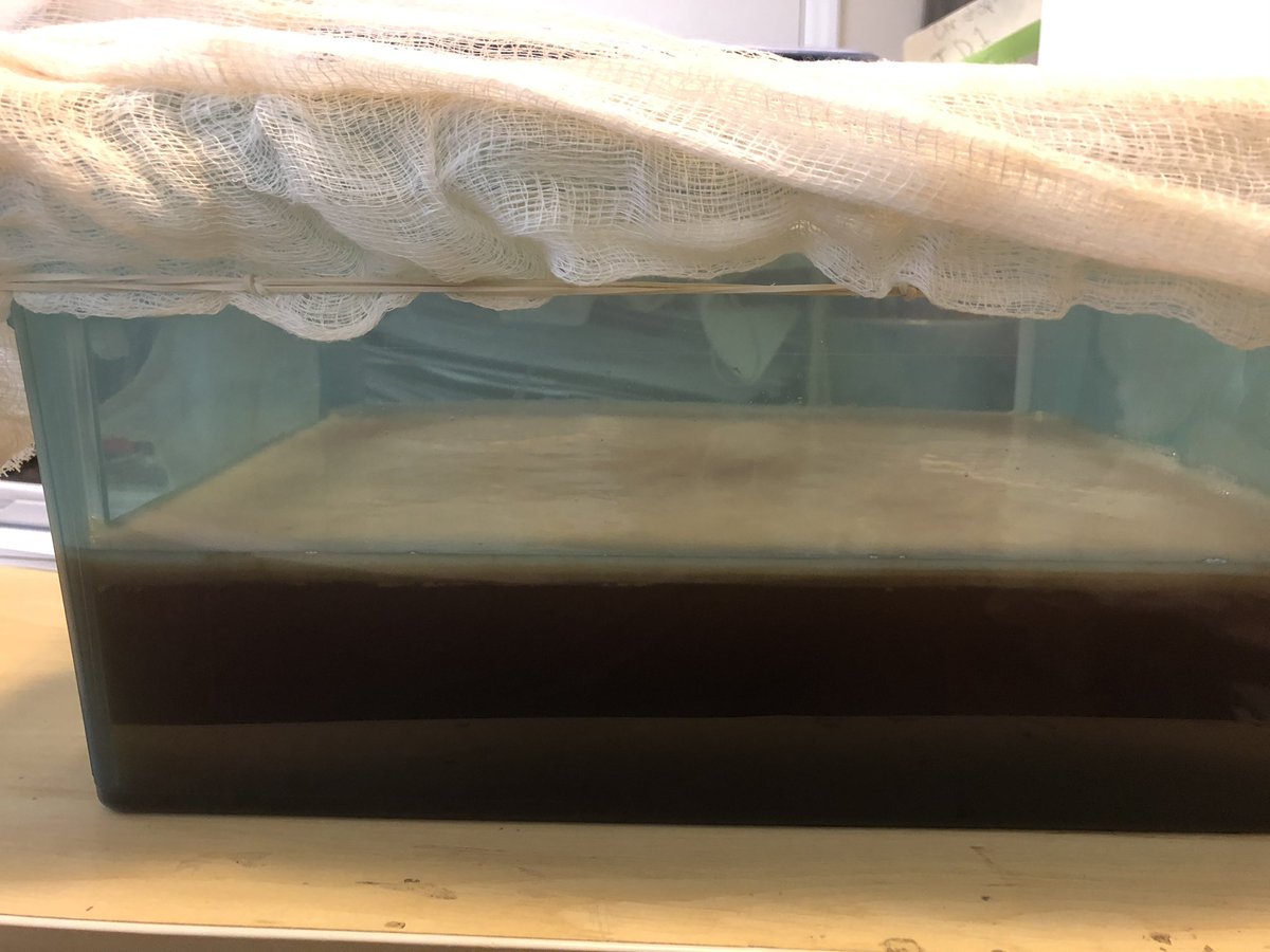 mlthrelkeld's tweet photo. The design & science doesn’t stop bc school is closed nope, Des-ence experiments come home! ID2 started growing their 1st leather w/bacteria in early March.. almost a full sheet of Vegan leather! #RaiderFCS #NotUrMomsHomeEc @BradRoyal_1 @NCFCSEd @WSFCSCTE @vpwcte @ncafcs1 https://t.co/7NmVoYxofK