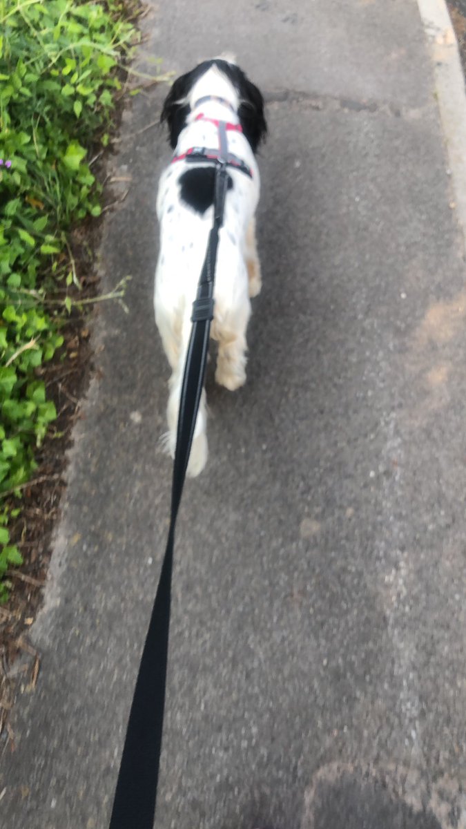 Sarah_eXPD8's tweet photo. My new running coach is tough...didn’t fancy the swim at the end https://t.co/bb6lZsKhvk