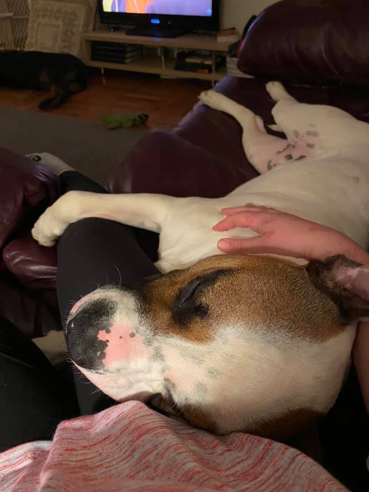 Dog Story tweet media