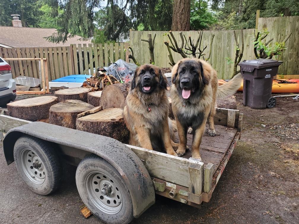 WestLinnLibrary's tweet photo. Otto and Booker "helping" with chores over the weekend. They look forward to getting back to work at the library!
#ottothelibrarydog #bookerthelibrarydog #leonberger https://t.co/55OdnO8DNz