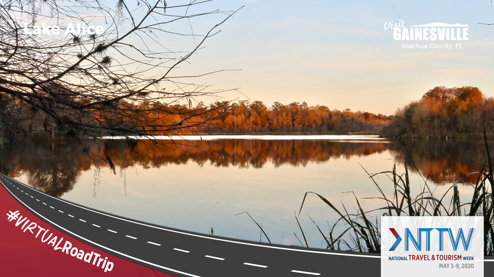 Gainesville's tweet photo. As today's #virtualRoadTrip with @USTravel winds down, we're heading to @DepotPark and Lake Alice to enjoy the sunset.

#nttw20 https://t.co/42PSOqRaEu