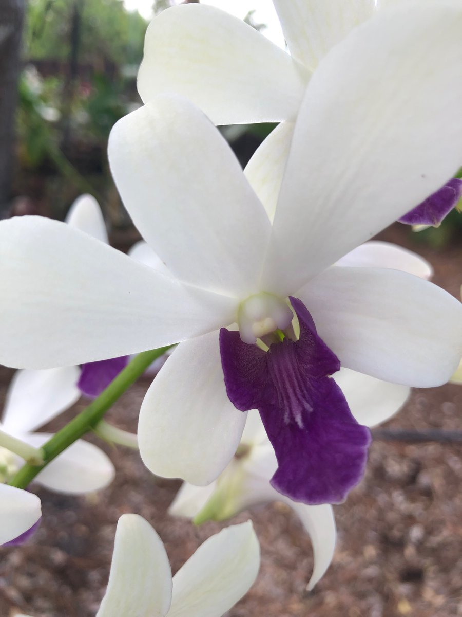 marierob11's tweet photo. @longwoodgardens I call my orchid garden "The Pretty Spot" :) Here is a peek at some of my current and favorite May blooms nestled in my special retreat. #Flowergarden #orchids https://t.co/24lbXITUfI
