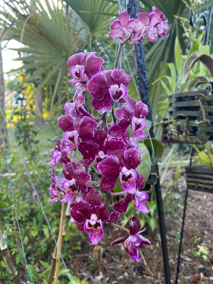 marierob11's tweet photo. @longwoodgardens I call my orchid garden "The Pretty Spot" :) Here is a peek at some of my current and favorite May blooms nestled in my special retreat. #Flowergarden #orchids https://t.co/24lbXITUfI
