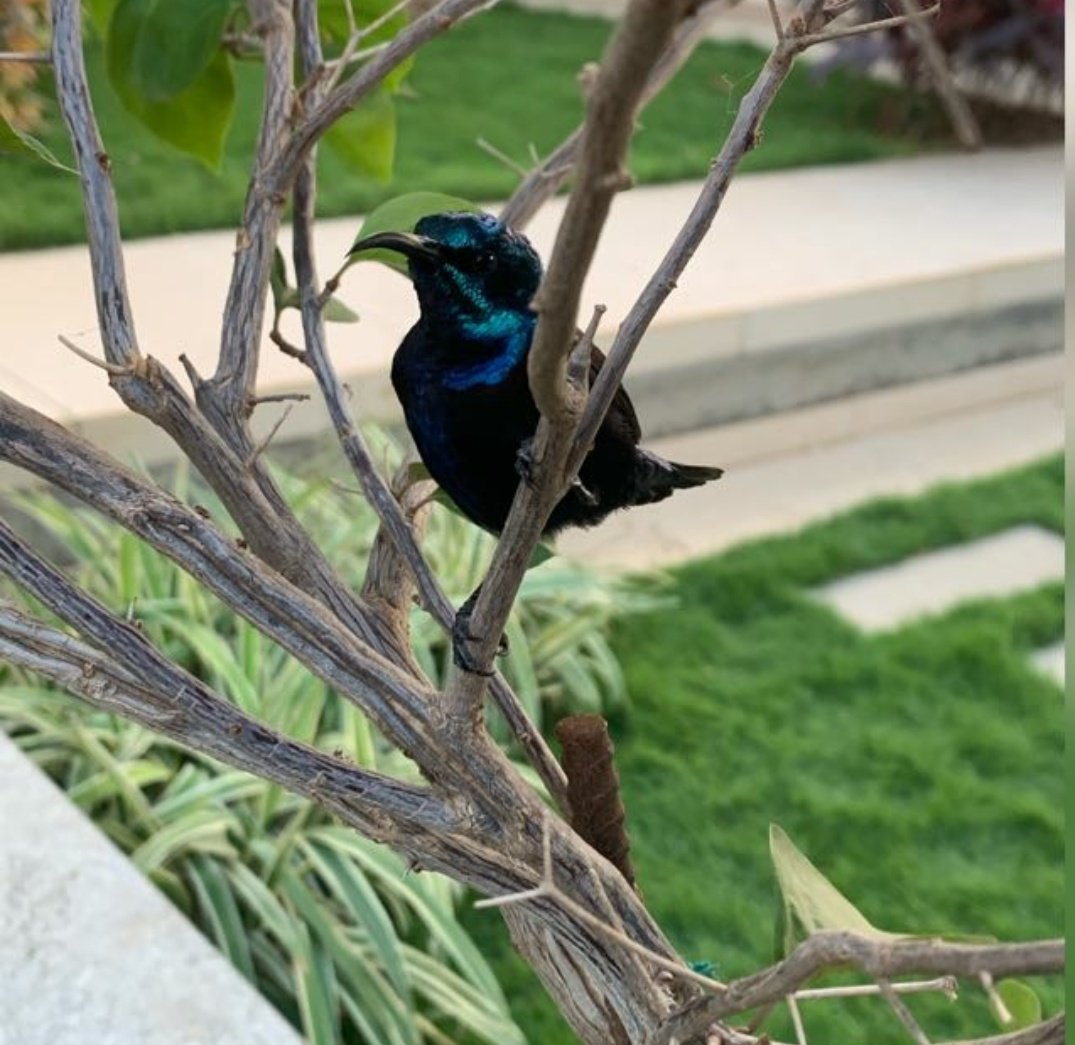 prabha_76's tweet photo. #birdphotography #lovenature https://t.co/6DvgRLeKO7