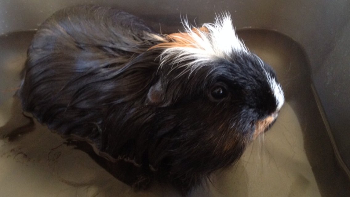 Tues 5 May (Day 36 working from home)I know many of you were a fan of Fabio, so here's another favourite picture of him, from one of his baths.Every time I see this picture it cracks me up! That face! Fabio was a long-haired & very exciteable boar.  #PigOfTheDay