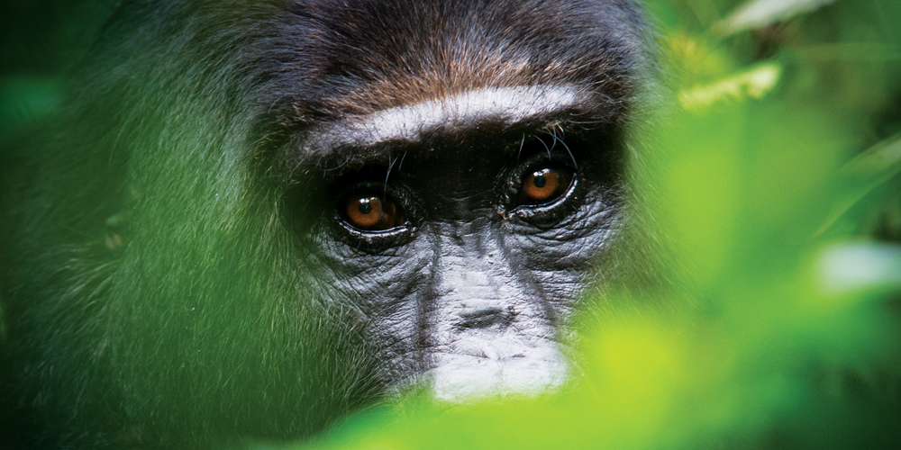 WilliamBlairIM's tweet photo. SERIES ALERT! Read part 1 of the “Adventures on the Planet of the Apes Blog Series,” on the #WBInsightsBlog now. https://t.co/oTDsz1mKcw https://t.co/OpcaH0uIem