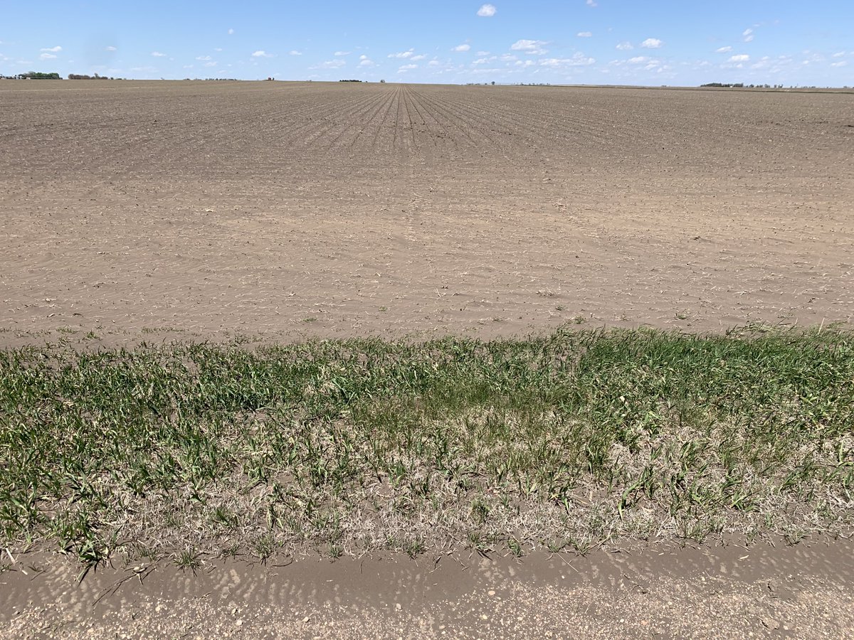 Tomorrow this corn field will look like it froze. 40 mph winds sand blasting the leaves. Worked soybean residue with no  significant rain. If herbicide was applied it is all in the ditch. Grass roadside catching some soil.
