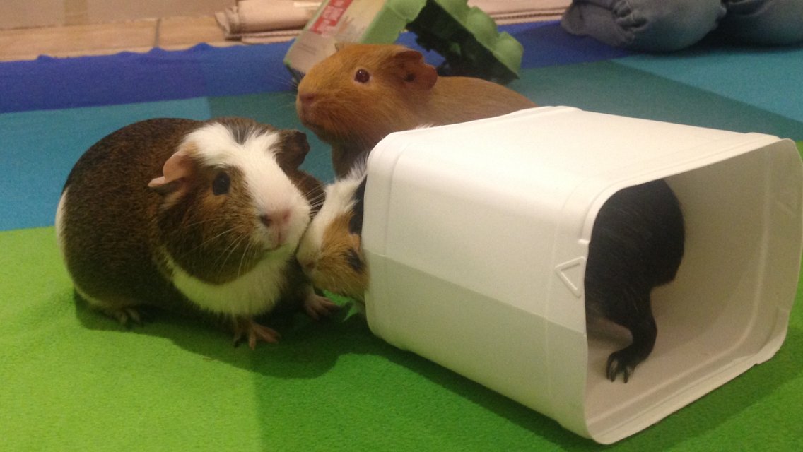 Today's other  #PigOfTheDay, or pigs(!) are my current girls. They're all sisters & sometimes they pose for group shots. Kind of Brown and white: CleoGinger: OroBlack and white: Juno