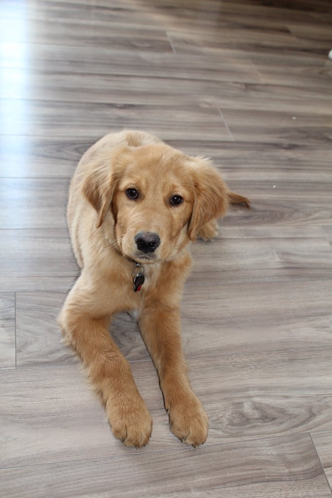 cassorst_'s tweet photo. Update guys: 2020 brought me a dog https://t.co/ENMCqE2v0p