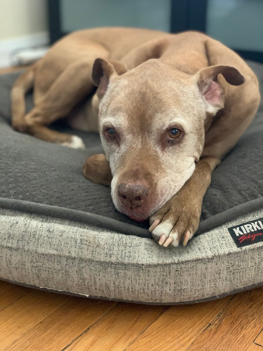 Premier Roofing tweet media