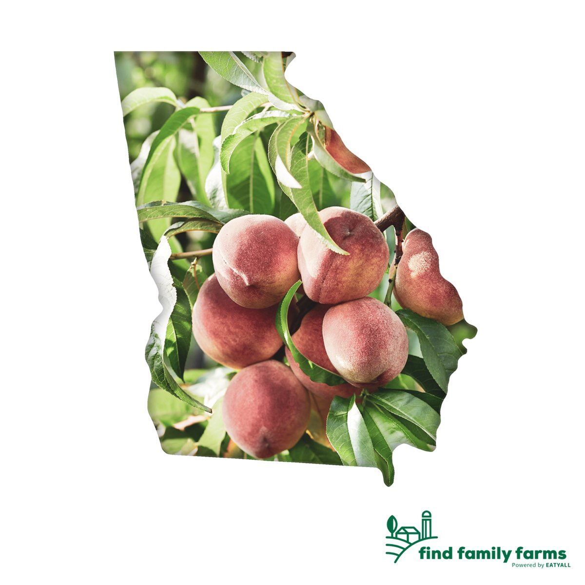 gofeastglobal's tweet photo. Georgia! Find safer groceries, delivered right to your door at https://t.co/sGFxMnF1e9 
Join the Farm Club today for special pricing and special offers only for the Farm Club community! https://t.co/1osGZO7gVM