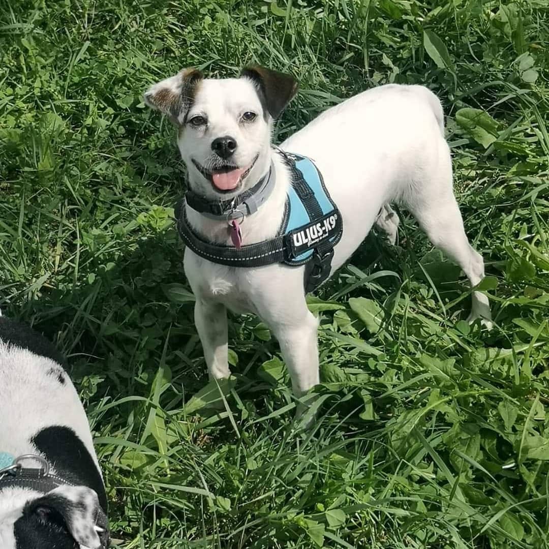 LaAnimales's tweet photo. Mi nombre es Chiki tengo 3 añitos y soy de tamaño pequeño 9 kg.
Los niños no me hacen gracia prefiero adultos. 
Si quieres saber mas sobre mi escribe al 685374353 
Estoy al día de vacunas chip pasaporte y analíticas de enfermedades negativo y castrada. https://t.co/8IRrHyOjKV