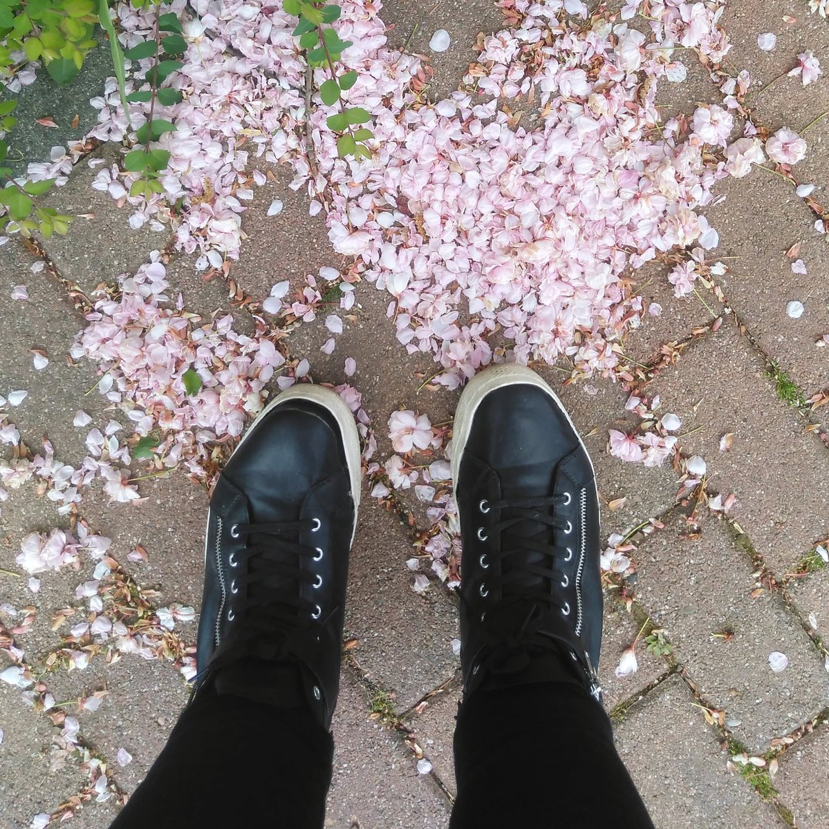 miyaskellington's tweet image. #sakuravibes