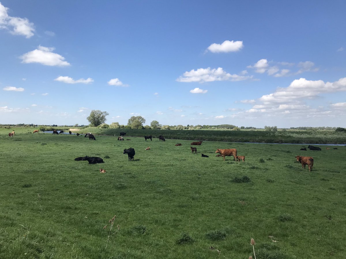 Day 44 of positives  Today I went on a lovely bike ride in the sun with my dad  we saw Cows, Hares, Horses, Geese, Swans, Ducks and Birds with a chocolate pit stop and it was great! I also baked an apple cake, did a virtual boot camp 