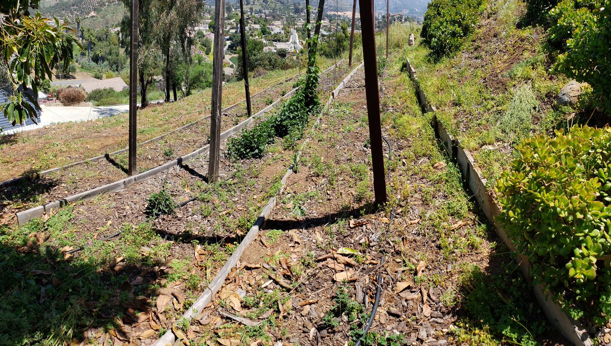 Chillindamos's tweet photo. Not bad for 2 hours work in the heat. Quick weeding, fixed trellis wires, set drip irrigation lines and schedule, and fertilized. #igrowhops #homebrew #quafforg https://t.co/DN2hkDDccM