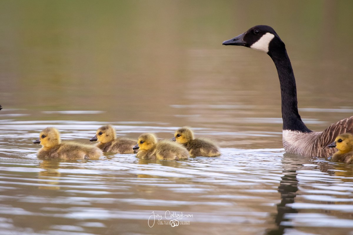 caltek79's tweet photo. Spring time and that means the goslings are out in @CityPtbo 

@Ptbo_Canada @weathernetwork @Ptboexplores @AnimalPlanet @HenrysCamera @CanonCanada @Sigma_Photo 

#ptbo #ptbophotographer https://t.co/0sRCTU0kYt