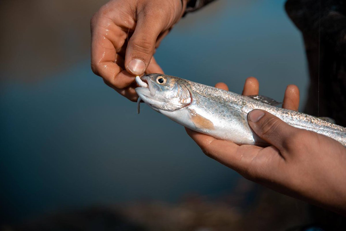 JimJustice_WV's tweet photo. This week I announced that West Virginia residents can enjoy another month of free fishing through May 31st! 🎣 🐟 

 Be sure to keep practicing safe #socialdistancing!

Read more here ⬇️ 
https://t.co/9upQjpeaZy https://t.co/CyNUdWQrlh