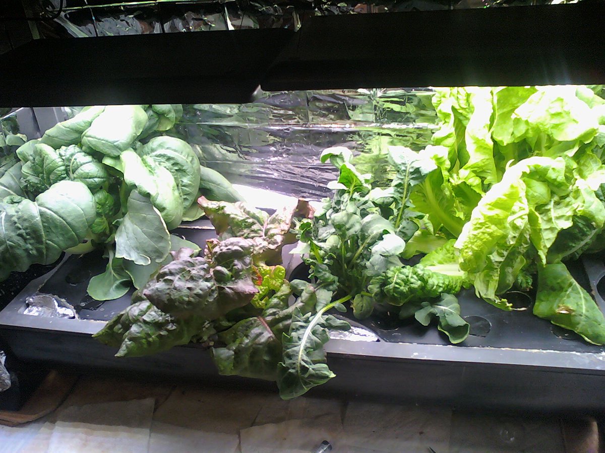 53) BTW, that  #Aerogarden Sprout's light hood is raised as far as possible. Very nice salad!Next, is a Farm Plus growing Bok Choi & Salad greens pods. Then Chinese Cabbage & Arugula pods. Some salad grns sprouts died (my fault) but something, maybe Red Sails, still growing tho.