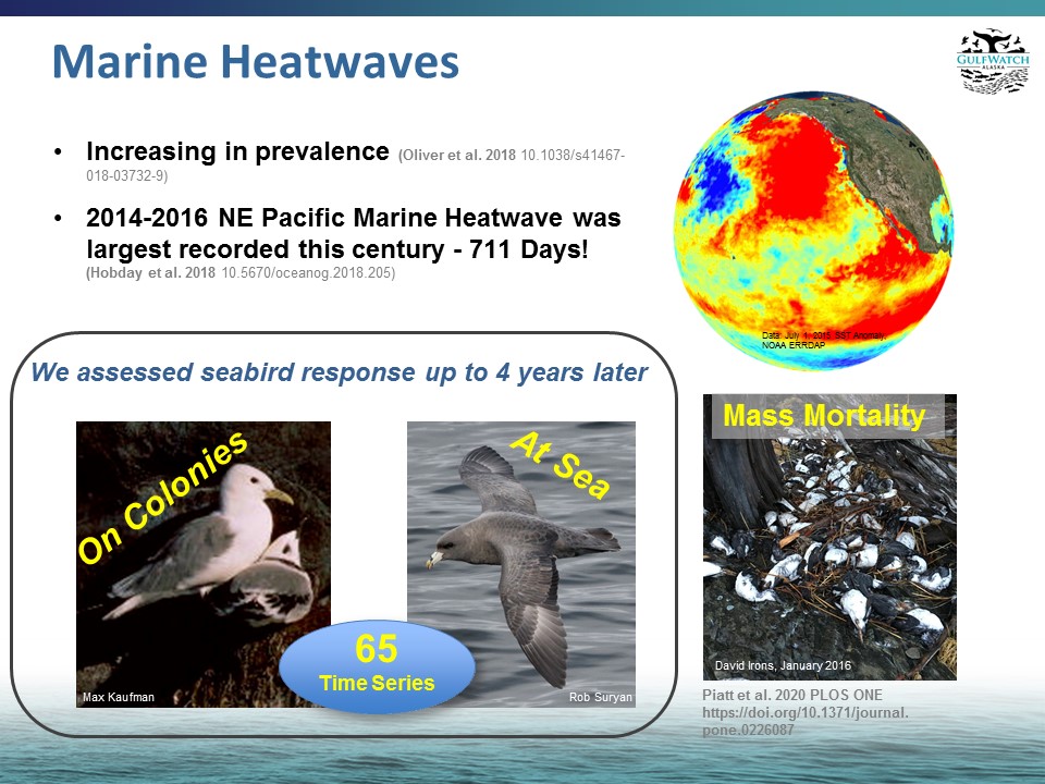 rob_suryan's tweet photo. 2/4 #WSTC6 #ConsSesh3 We studied reproductive success and diets of #seabirds on colony and abundance at sea in the Gulf of #Alaska from 2010-2018, a period encompassing a major marine #heatwave #GulfWatchAK @NOAAFisheriesAK @USGS_Alaska @AlaskaNPS @PWSSC @USFWSAlaska https://t.co/gay14z80XK