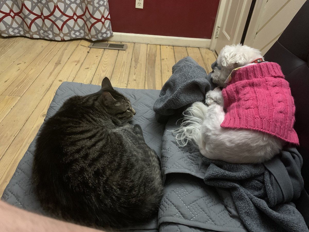 Ravenfishstudio's tweet photo. @xLiserx Bella and Chance https://t.co/z4UQqtztTi