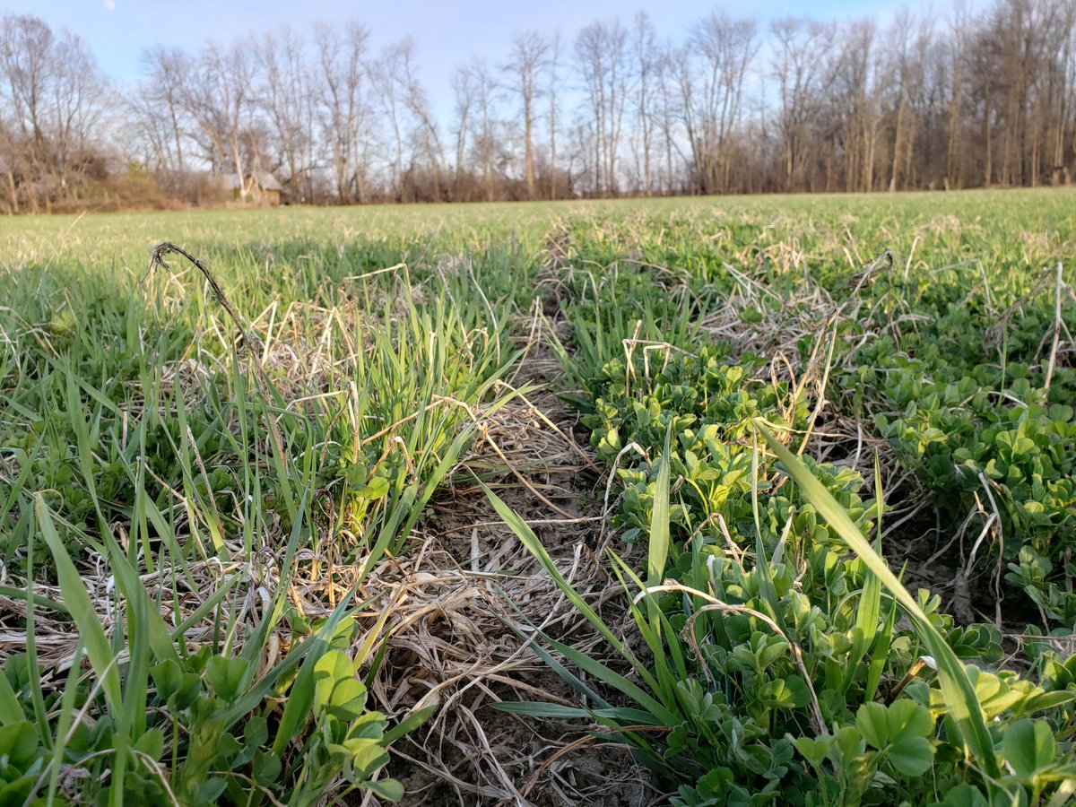 Cecking out some hay fields with <a href="/FarmerBen19/">Ben Hill</a> this evening
#CdnAg
