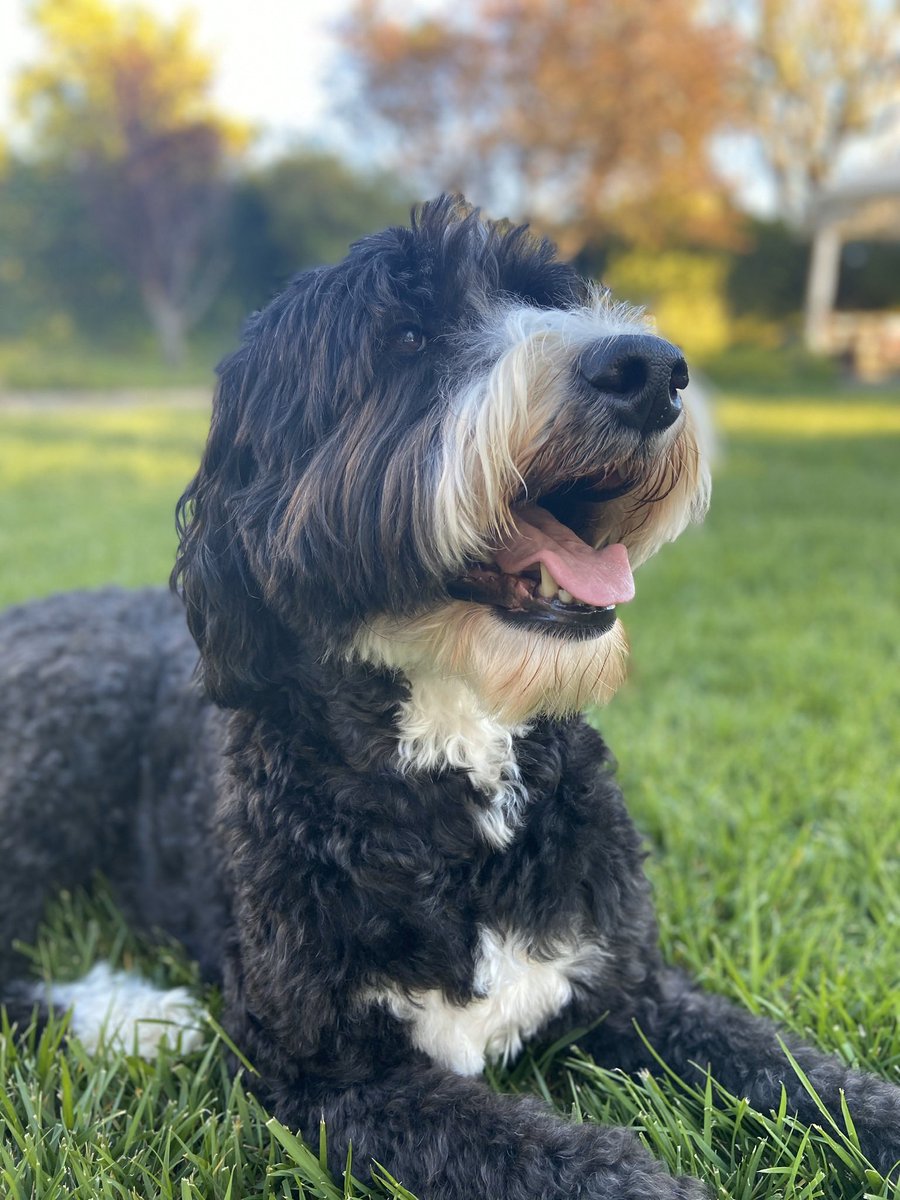 DogsWander's tweet image. woof woof. what day is it? I don’t know. I’m a dog. Ask me after my 20th nap. #wheregalswander #bernedoodle #dogrona #bark