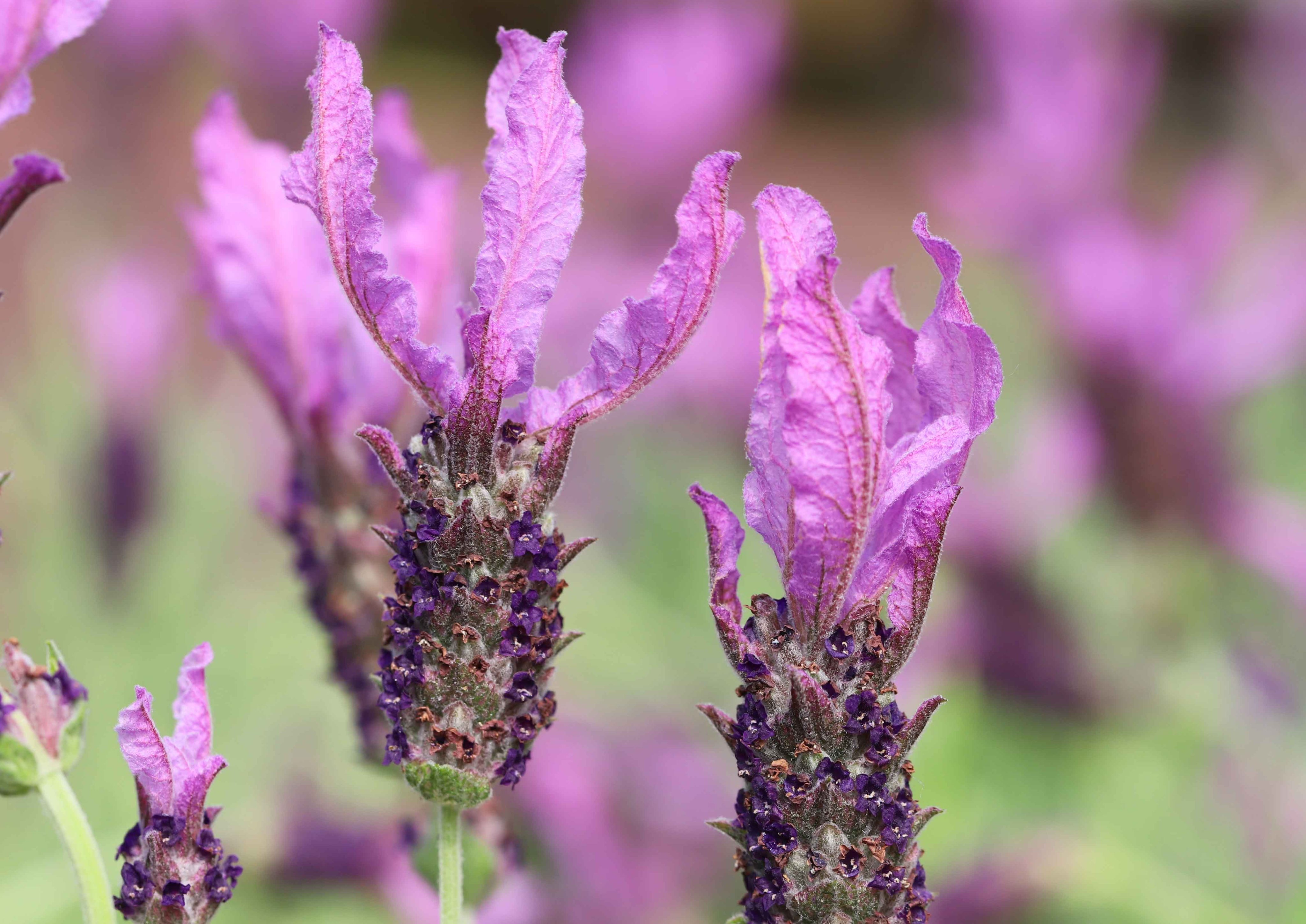 片柳弘史 教会のラベンダー花壇で フレンチラベンダーが見ごろを迎えています ウサギの耳のような花びらが ゆらゆら風に揺れています T Co Pobjosefjr Twitter