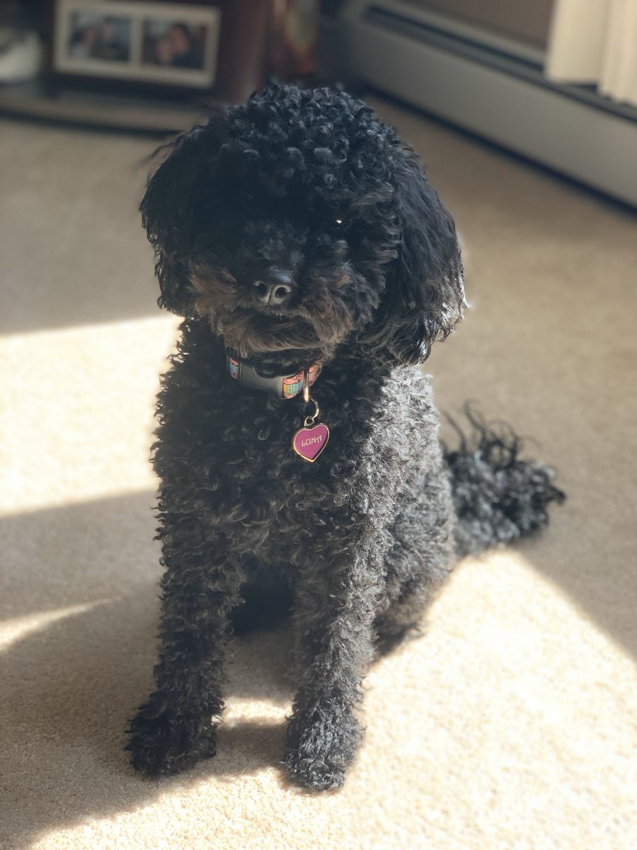 LoriLPike's tweet image. Luna has been the best work buddy as I work at home #petsofmun