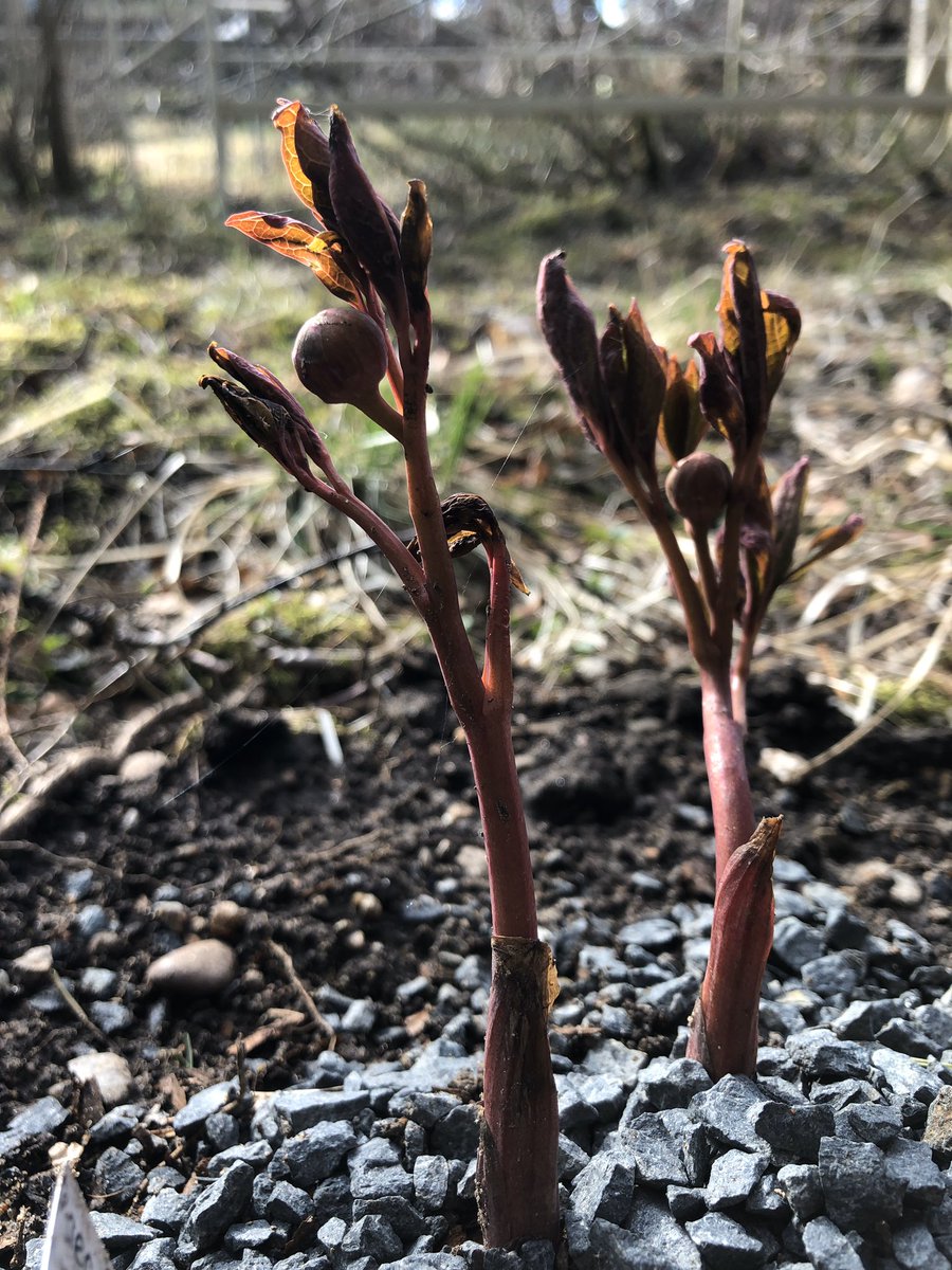 Sari_Saukkonen's tweet photo. Eilisen #ilonaihe’ita. Tammikuussa saapunut, pikku paleltumia saanut P. japonica venyttelee. Muut vasta harkitsevat heräämistä tai varovasti kurkistelevat soran keskeltä. #pioni #keväänensimmäinen https://t.co/waLd3mvfig