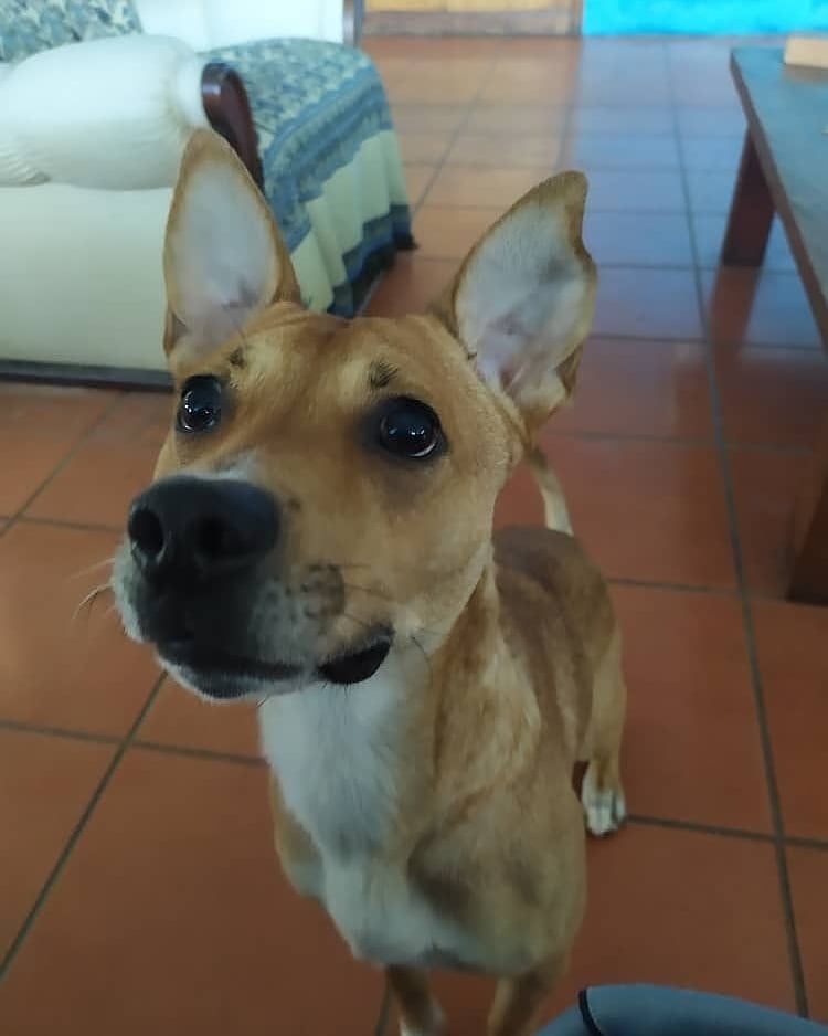 eliassantana_ve's tweet photo. Sobre mascotas en las comunidades en tiempos de pandemia y cuarentena, vamos a conversar mañana en #SolidarioCondominios.
A las 9:00 de la mañana por @globovision con @jefigallo.
@micondominiocom
#MiCondominioCom
#Condominio
#Condominios
#ComunidadyCoronavirus
@kikiriwau https://t.co/IkPCJByJ4F