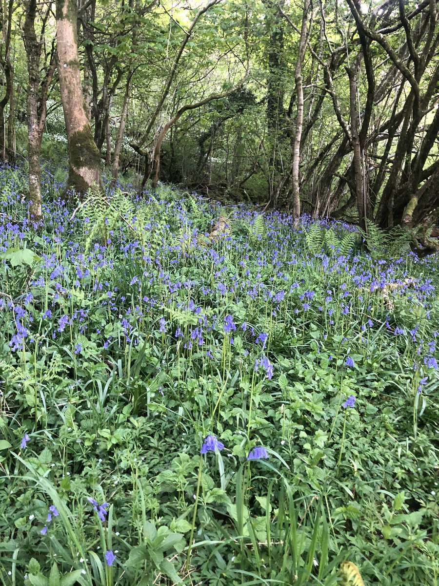 vallen5555's tweet photo. Surrounded by bluebells and wild garlic on our walk tonight. Feeling very privileged to live where I do. Wonderful Ayrshire #smugglerstrail. https://t.co/XNBRD5Od1W