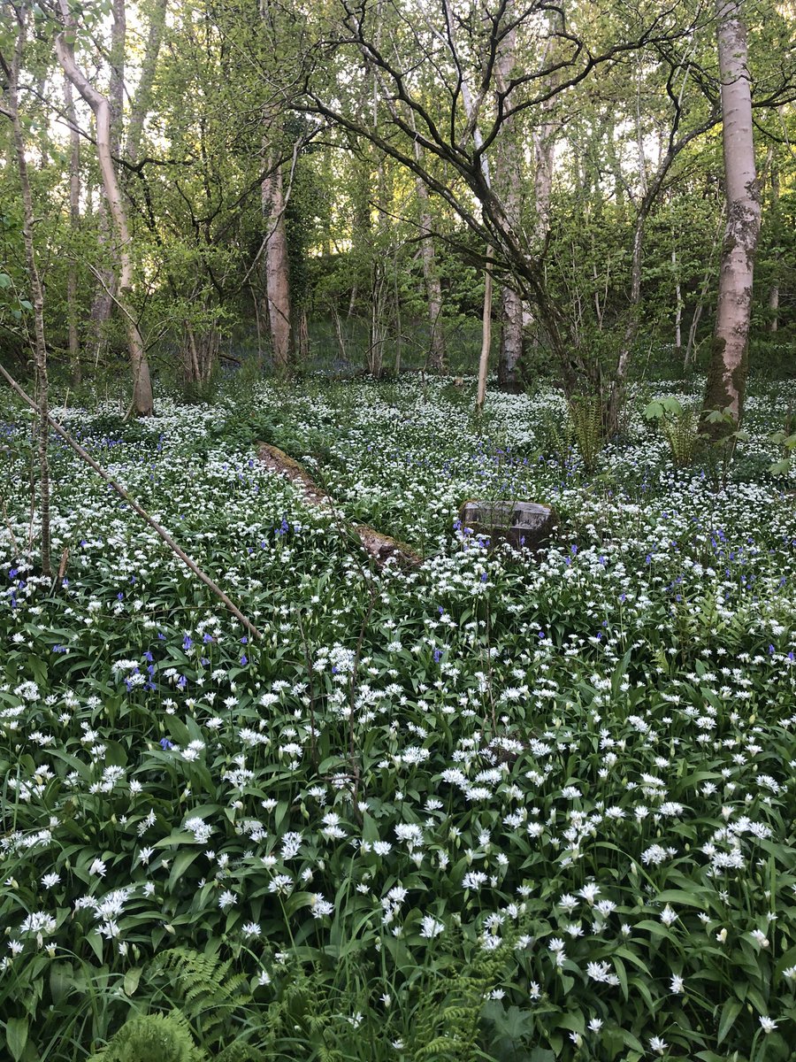 vallen5555's tweet photo. Surrounded by bluebells and wild garlic on our walk tonight. Feeling very privileged to live where I do. Wonderful Ayrshire #smugglerstrail. https://t.co/XNBRD5Od1W