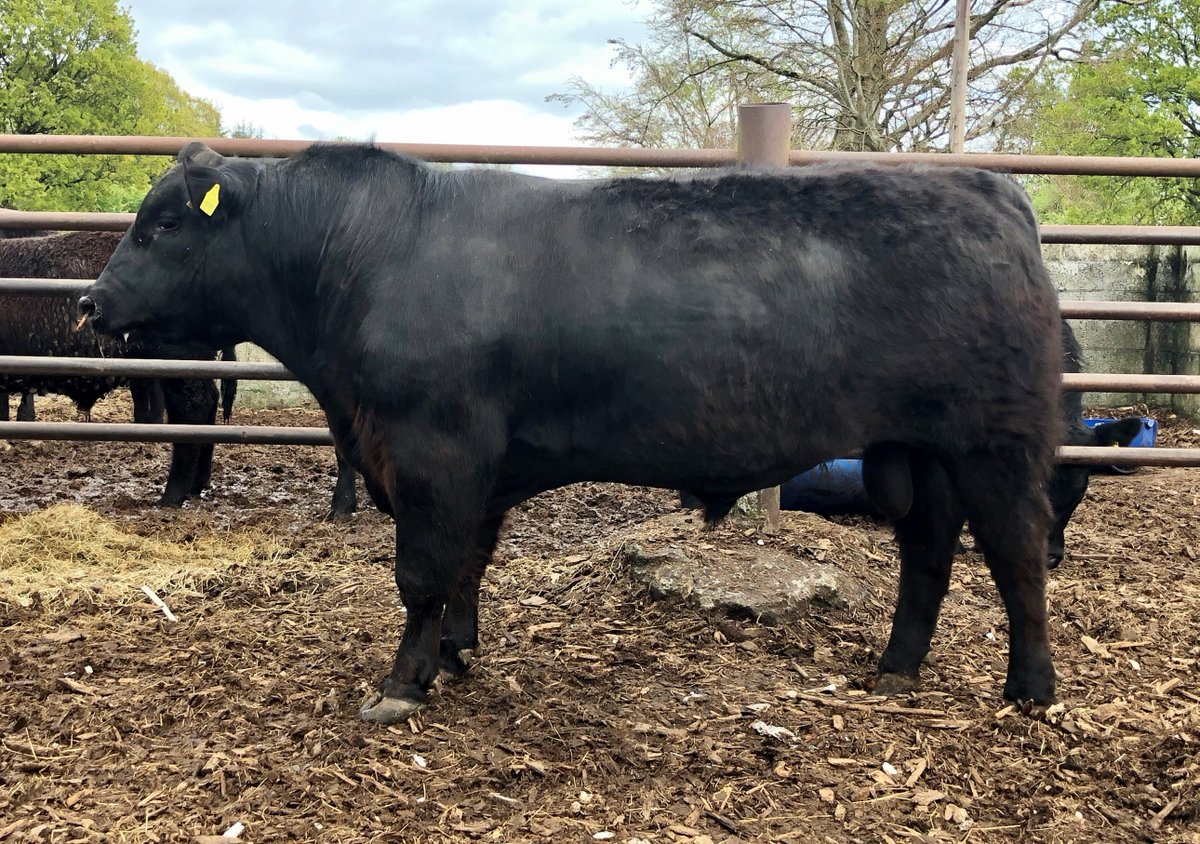 Irish Angus Cattle Society tweet media