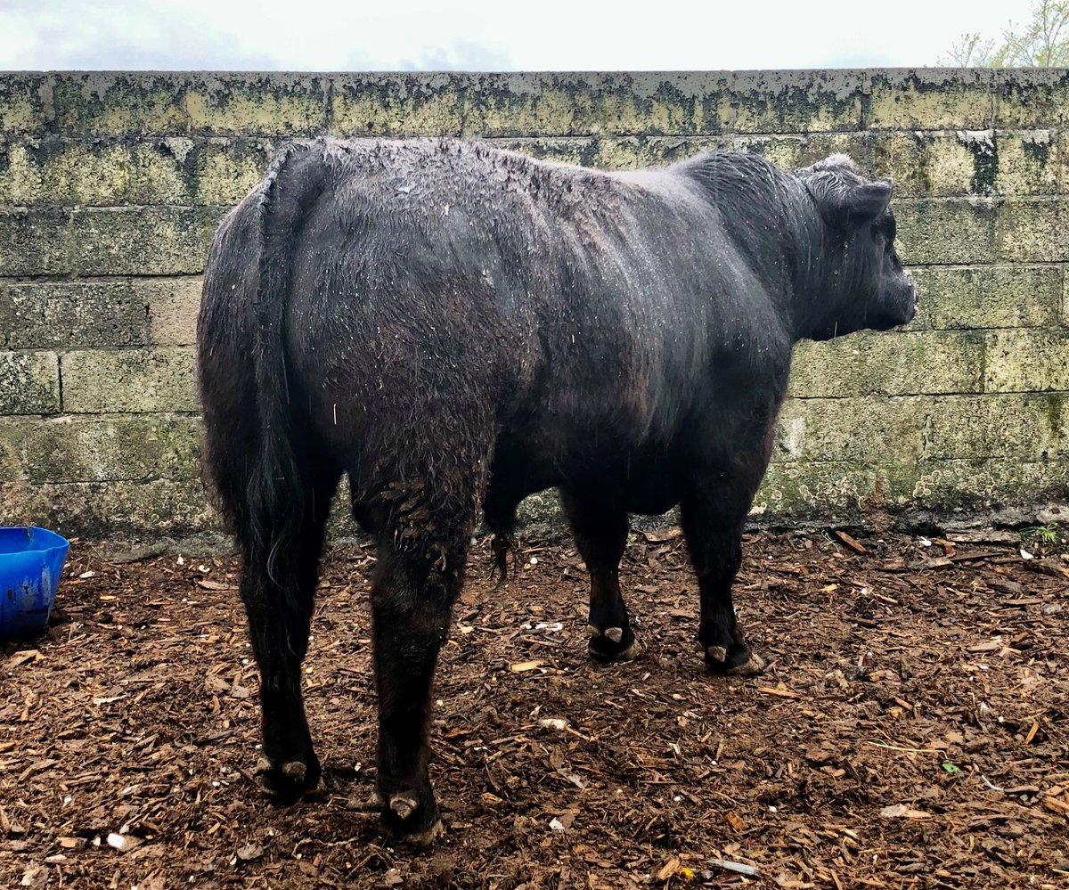 Lot 8 Drumcrow Rio Grande
Irish Angus Inaugural sale in Cashel Mart Co Tipperary this Friday May 8th. Viewing from 11am.

Check out Catalogue irishangus.ie/wp-content/upl…

This sale will be run in accordance with Government &amp; HSE guidelines. #breeding2020 #teamdairy