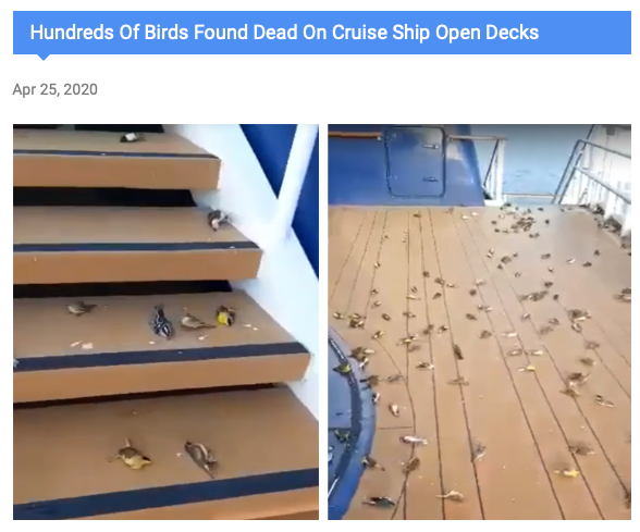 DrBirdCast's tweet photo. BirdCast reports on many aspects of bird migration, and sadly one scenario we encounter is mass mortality during migration. We were alerted to a post describing many dead   birds on the decks of a cruise ship on or around 24-25 April 2020. Our thoughts: https://t.co/LdjZLFqS28 https://t.co/PMsH7wryba