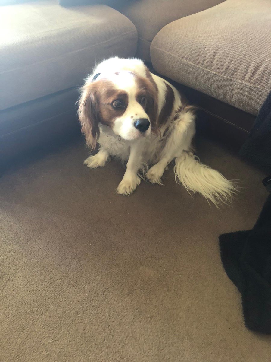 Does anyone recognise this dog? Found in SE London this afternoon - with the police but no chip unfortunately. #PerryVale #Lewisham #Catford #ForestHill