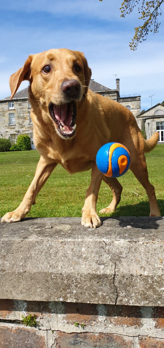 774lesley's tweet photo. Brodie with his eye on the prize @ChuckitUK #ChuckitChallenge2020 https://t.co/k6VJn2Ekfr