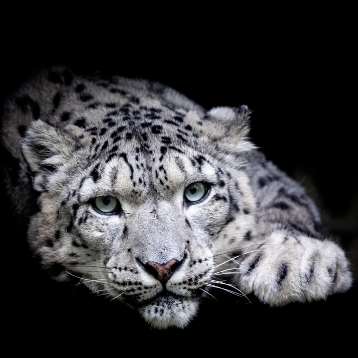 Warpaint_Mag's tweet photo. Hello cats and kittens! Channel your inner Joe Exotic or Carole Baskin and win a fabulous @CameleonPaint prize courtesy of @paintopia_official. Click link for info.
https://t.co/zrzkQIr85N
#BigCatChallenge #Competition #BodyPaint #FacePaint #Paintopia #CameleonPaint #TigerKing https://t.co/AmsELDusi9