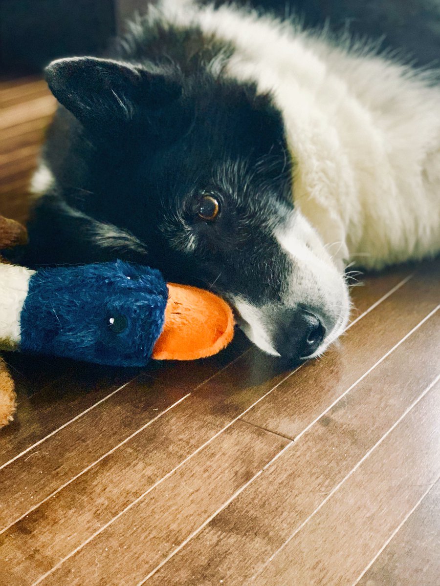 pauladyke's tweet image. Elsa and Birdie-bird are good company. #PetsofMUN