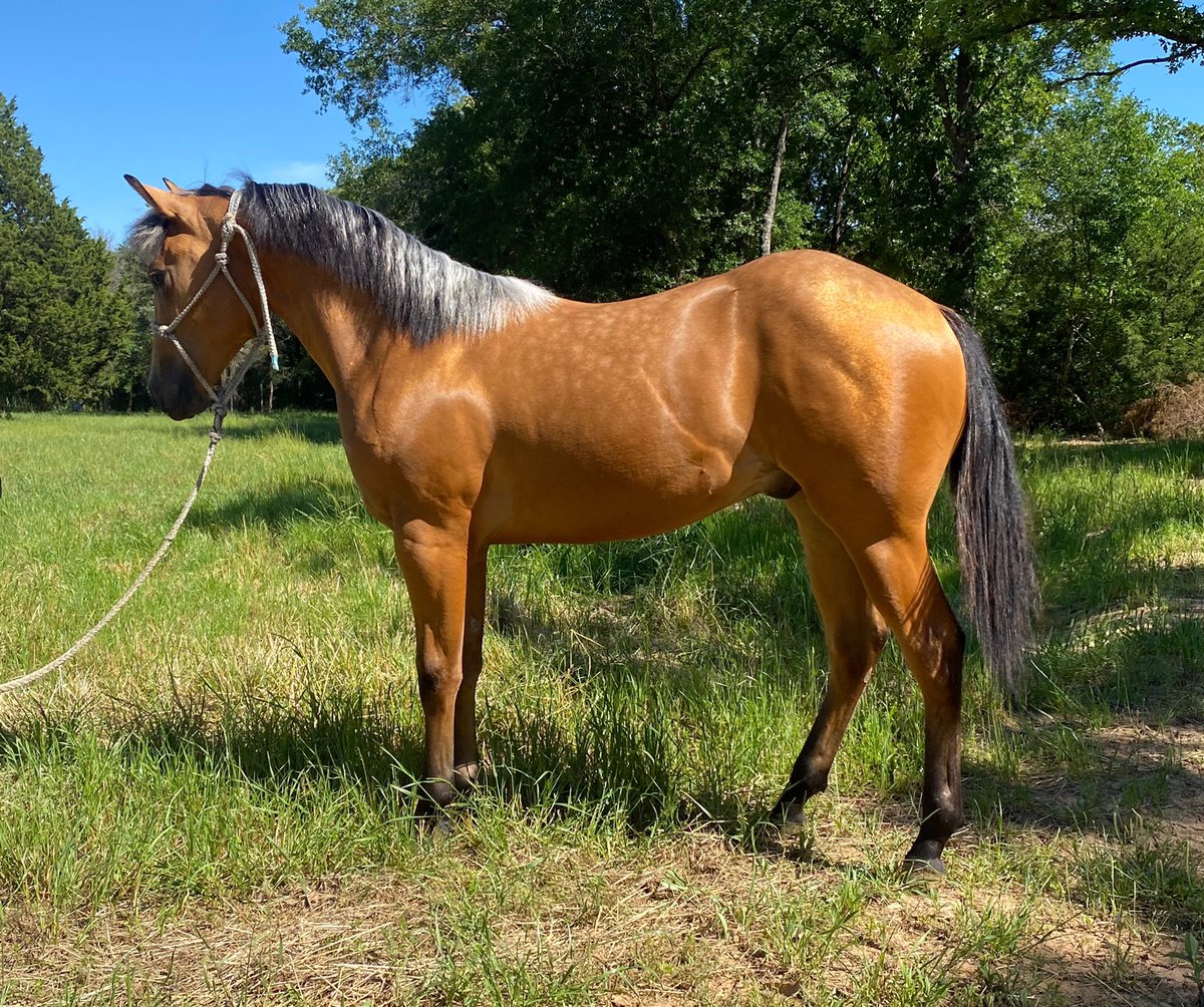DoubleBRanch4's tweet photo. https://t.co/YmSxQBj36z #buckskin #dappled #cowhorse #ranchy #studcolt #quality #brainsandbeauty #AQHA #doublebranch #doublebranchhorses https://t.co/YRELjkG7xb