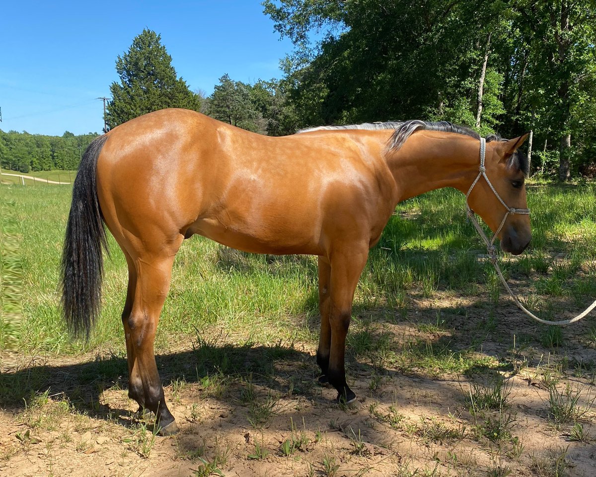 DoubleBRanch4's tweet photo. https://t.co/YmSxQBj36z #buckskin #dappled #cowhorse #ranchy #studcolt #quality #brainsandbeauty #AQHA #doublebranch #doublebranchhorses https://t.co/YRELjkG7xb